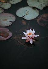 © Lead Image by Annie Spratt on Unsplash © Lead Image by Annie Spratt on Unsplash