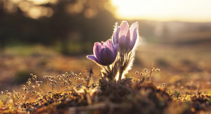© Photo by Ales Maze on Unsplash