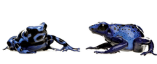 © Eric Isselée, Fotolia © Eric Isselée, Fotolia
